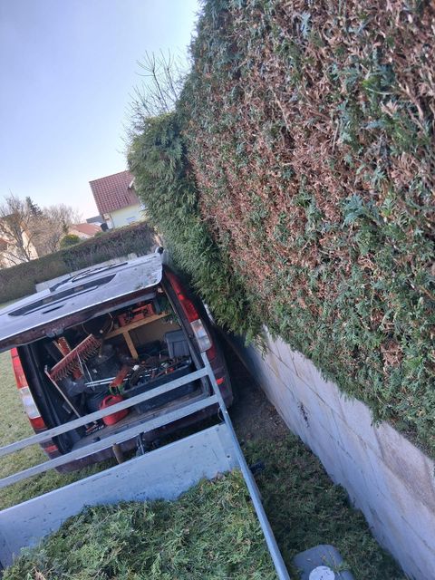 Frisch geschnittene Thuja-Hecke, daneben das Firmenfahrzeug mit Anhänger und Schnittgut